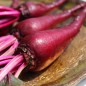 Preview: Beete Crapaudine (Samen)