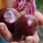 Preview: Beete Detroit Dark Red (Samen)