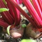 Preview: Beete Early Wonder (Samen)