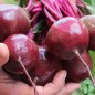 Preview: Beete Rote Kugel II (Samen)