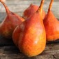 Preview: Beete Touchstone Gold (Samen)