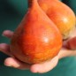 Preview: Beete Touchstone Gold (Samen)
