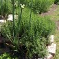 Preview: Bergbohnenkraut (Samen)