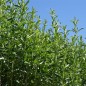 Preview: Bergbohnenkraut (Samen)