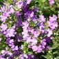 Preview: Bergbohnenkraut violett (Samen)