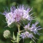 Preview: Gründüngung Bienenfreund (Samen)