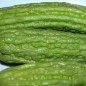 Preview: Bittermelone Thai Green (Samen)