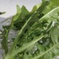 Preview: Blatt-Zichorie Scarola Cardoncella Barese (Samen)