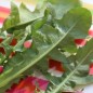 Preview: Blatt-Zichorie Scarola Cardoncella Barese (Samen)