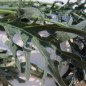Preview: Blattkohl Jagallo (Samen)