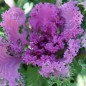 Preview: Blattkohl Ornamental (Samen)