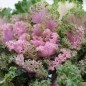 Preview: Blattkohl Ornamental (Samen)