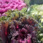 Preview: Blattkohl Ornamental (Samen)