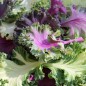 Preview: Blattkohl Ornamental (Samen)
