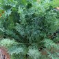 Preview: Blattkohl Siber Frill (Samen)