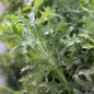 Preview: Blattkohl Siber Frill (Samen)
