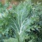 Preview: Blattkohl Siber Frill (Samen)