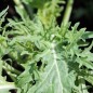 Preview: Blattkohl Siber Frill (Samen)