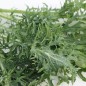 Preview: Blattkohl Siber Frill (Samen)