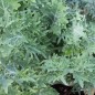 Preview: Blattkohl Siber Frill (Samen)