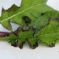 Preview: Blattradieschen Rioja (Samen)