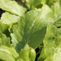 Preview: Blattsenf Florida Broadleaf (Samen)