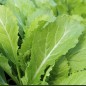 Preview: Blattsenf Florida Broadleaf (Samen)