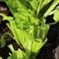 Preview: Blattsenf Florida Broadleaf (Samen)