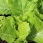 Preview: Blattsenf Florida Broadleaf (Samen)