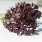 Preview: Blattsenf Frizzy Lizzy (Samen)