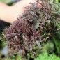 Preview: Blattsenf Frizzy Lizzy (Samen)