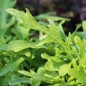 Preview: Blattsenf Green Frills (Samen)