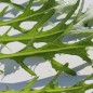 Preview: Blattsenf Green Frills (Samen)