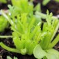 Preview: Blattsenf Green Frills (Samen)