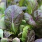 Preview: Blattsenf Osaka Purple (Samen)