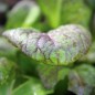Preview: Blattsenf Osaka Purple (Samen)