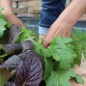 Preview: Blattsenf Pizzo (Samen)
