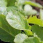 Preview: Blattsenf Southern Giant Curled (Samen)