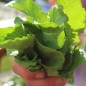Preview: Blattsenf Southern Giant Curled (Samen)