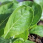 Preview: Blattsenf Tendergreen (Samen)