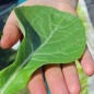 Preview: Blattsenf Tendergreen (Samen)