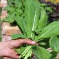 Preview: Blattsenf Tendergreen (Samen)