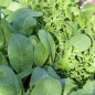 Preview: Blattsenf Florida Broadleaf (Samen)