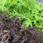 Preview: Blattsenf Green Frills (Samen)