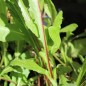 Preview: Schnittzichorie Agrio Red Stem (Samen)