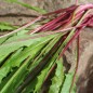 Preview: Schnittzichorie Agrio Red Stem (Samen)