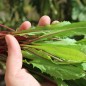 Preview: Schnittzichorie Agrio Red Stem (Samen)