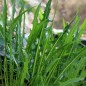 Preview: Blatt-Zichorie Catalogna Frastagliata (Samen)