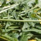 Preview: Blatt-Zichorie Catalogna Frastagliata (Samen)