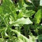 Preview: Blatt-Zichorie Catalogna Frastagliata (Samen)